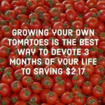 Tomatoes anyone